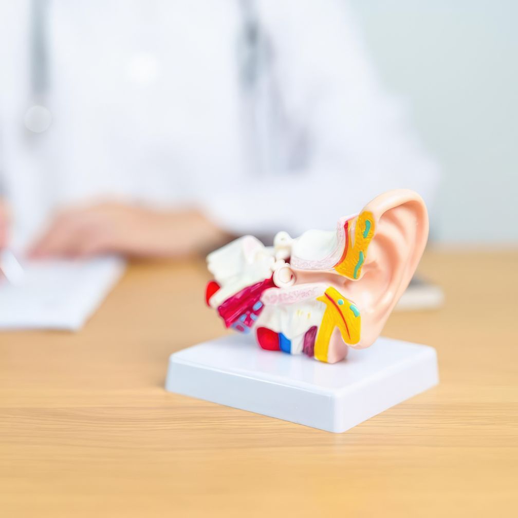 A detailed anatomical model of a human ear sits on a desk, with a blurred person in a white coat and stethoscope writing in the background.